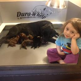Labrador Retriever Puppies from Muck Madness Retrievers