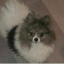 Tiny - Pomeranian