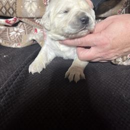 Girl 1 - Golden Retriever puppy from MarGold Goldens
