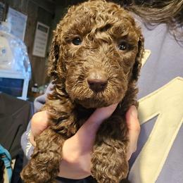 Floppsy - female Newfypoo puppy in Mckenzie, Tennessee from Small Town Doodles & Poodles