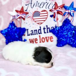 Black Parti - Black parti female Pomeranian puppy in Princeton, New Jersey from PureLove Poms.
