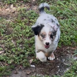 Tails - Blue merle male Miniature Australian Shepherd puppy in Brooker, Florida from Honey, I Shrunk the Aussies