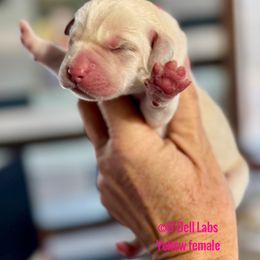 Girl 3 - Yellow female Labrador Retriever puppy in Sullivan, Missouri from O’Dell Labs
