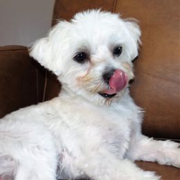 Sir Gent - Maltese