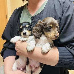 Rodney - Black and cream male Dachshund puppy in Altus, Oklahoma from Johnson Prairie Pups
