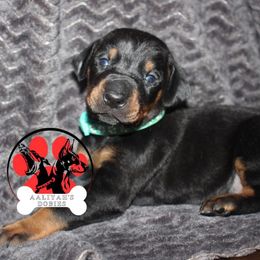 Doberman Pinscher Puppies from Aaliyah’s Dobies
