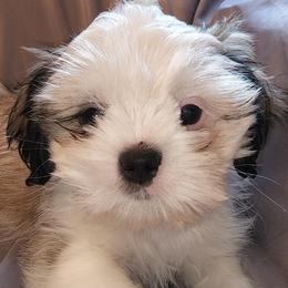 Maltese, Pomeranians, Shih Tzus, and Yorkshire Terriers from Renee's Pups