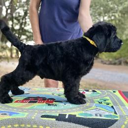 Boy 1 - Black male Black Russian Terrier puppy in Oklahoma from Ter’Avalon Kennel