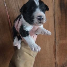 Boy 2 - Black tri-color male Aussiedoodle puppy in Mouth Of Wilson, Virginia from Holly Ridge Aussies, Aussiedoodles & Corgis