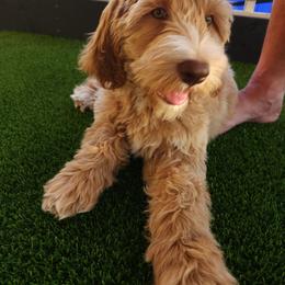 Goldendoodle Puppies from Lundee Doodles