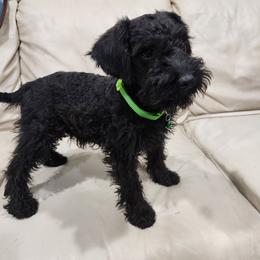 Light Green Male - Black male Schnoodle puppy in Lehi, Utah from KK Schnauzers