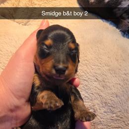 Black and tan 1 - Black and tan male Dachshund puppy in West Plains, Missouri from Spring Creek Dachshunds
