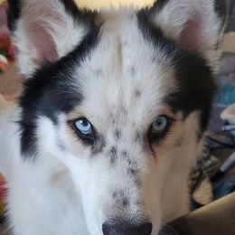 Stark - Siberian Husky