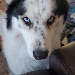 Stark - Siberian Husky
