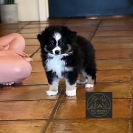 Cupid - Black tri male Toy Australian Shepherd puppy in Kenedy, Texas from C&W Toy Aussies & Poodles