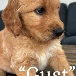 Gust - Apricot male Goldendoodle puppy in Lake City, Florida from North Florida Poodles and Doodles