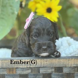 Ember - Chocolate female Australian Labradoodle puppy in Citrus Heights, California from Elite Blend Labradoodles