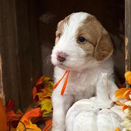 Ginger - Yellow and white female Bernedoodle puppy in Gilbert, Arizona from The Berne Barn... it’s a Doodle thing!