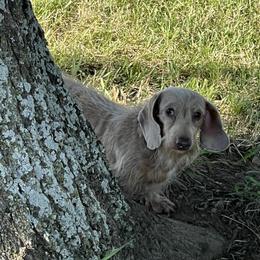 Danny - Dachshund