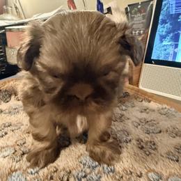 Shih Tzu Puppies from Wood Foo Breeders
