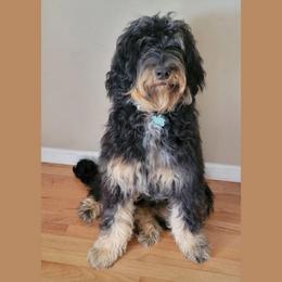 Magnolia (AKA Maggie) - Merle female Bernedoodle puppy in Christiana, Tennessee from Southern Home Pups
