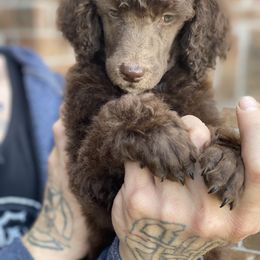Poodle Puppies from Parapoodles