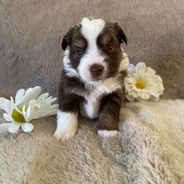 Willow - Red & white female Miniature Australian Shepherd puppy in Oroville, Washington from High Mountain Aussies