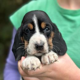 Female 1 - Black brown and white female Basset Hound puppy in Lindley, New York from Hill Top Basset Hounds & Cane Corso