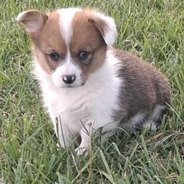 Oakley - Red female Pembroke Welsh Corgi puppy in Hillsville, Virginia from Bonderosa Kennels