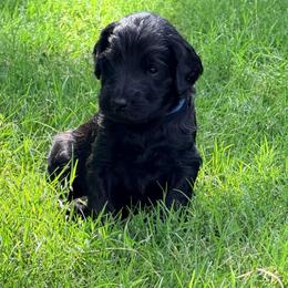MT Nest's Sundance Kid - Black male Goldendoodle puppy in Clyde, Texas from MTNest Doodles