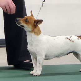 Annie - Teddy Roosevelt Terrier