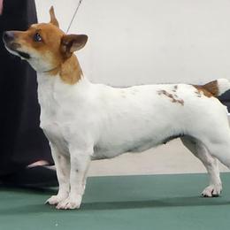 Annie - Teddy Roosevelt Terrier