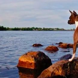 Boxers and French Bulldogs from Dornlea