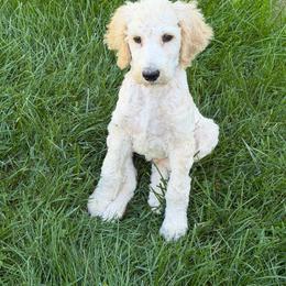 Ray - Cream male Poodle puppy in St. Johnsbury, Vermont from Poodles of the Northern Woods