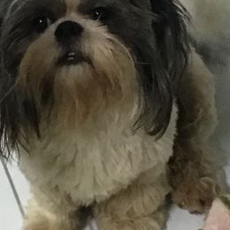 Lilly - Shih Tzu