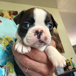 Eli - Black and white male Boston Terrier puppy in Tenmile, Oregon from High Plains French Bulldogs,Boston Terriers and Frenchtons.