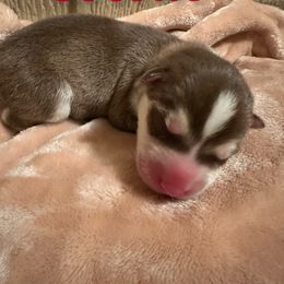 Cookie - Siberian Husky puppy from Feazell’s Siberian Huskies