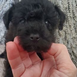 Snuggles - Black and white female Schnoodle puppy in Arkansas from Harper's Pups