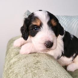 Logger - Tri-color male Bernedoodle puppy in Bowling Green, Ohio from Windy Creek Doodles
