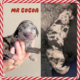 Mr. Cocoa - Merle male Goldendoodle puppy in Millersville, Pennsylvania from Love at First Doodle