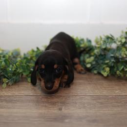 Wanda - Black and cream female Dachshund puppy in Indiantown, Florida from Turquoise River Minature Dachshunds