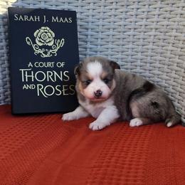 Feyre - Merle female Pomsky puppy in Sumter, South Carolina from Emerald Skies Pomskies