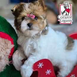 Merlina - Tan and white female Yorkshire Terrier puppy in California from Corazon de gigante