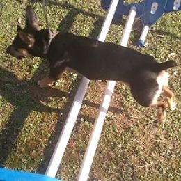 Teddy Roosevelt Terriers and Toy Fox Terriers from LoupGarou Terriers