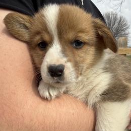 Heath - Sable male Pembroke Welsh Corgi puppy in Paxton, Illinois from McGovern Family Corgis