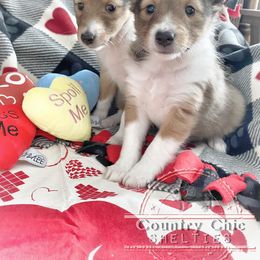 Shetland Sheepdog Puppies from Country Chic Shelties