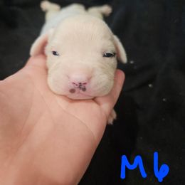 B6 - White and tan male American Bulldog puppy in Yellville, Arkansas from Offerman Family Bulldogs