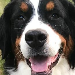 Quiyn` - Bernese Mountain Dog