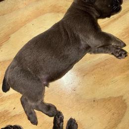 Boy 2 - Gray male Cane Corso puppy in Sienna, Texas from Robinson Elite Corsos