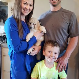 Poodle Puppies from Countryside Standard Poodles